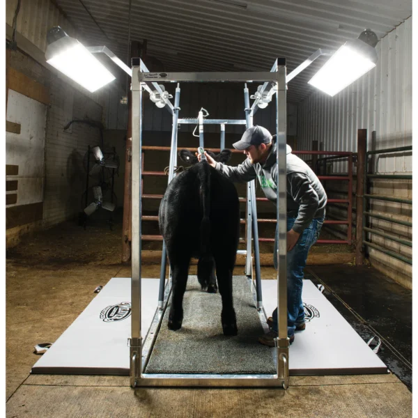 Chute Light