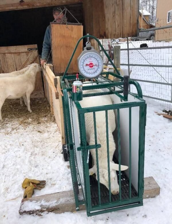 Livestock Analog Scale