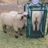 Livestock Analog Scale