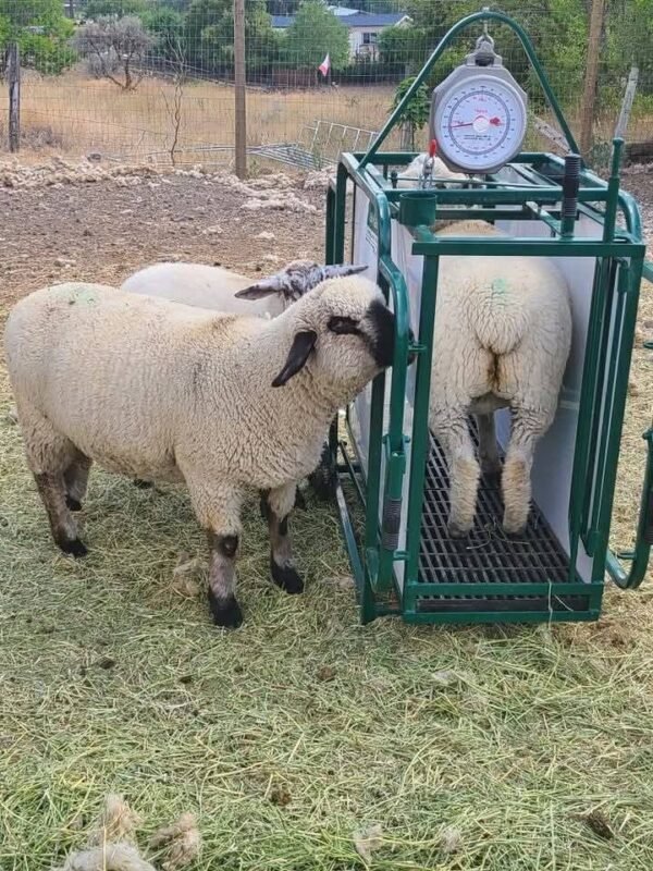 Livestock Analog Scale